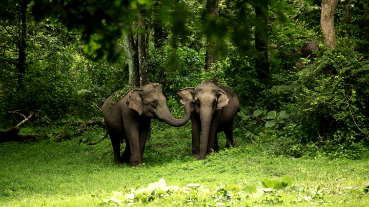 Muthanga Wildlife Sanctuary